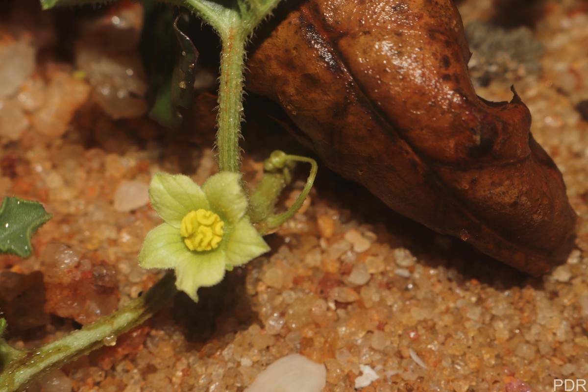 Citrullus colocynthis (L.) Schrad.